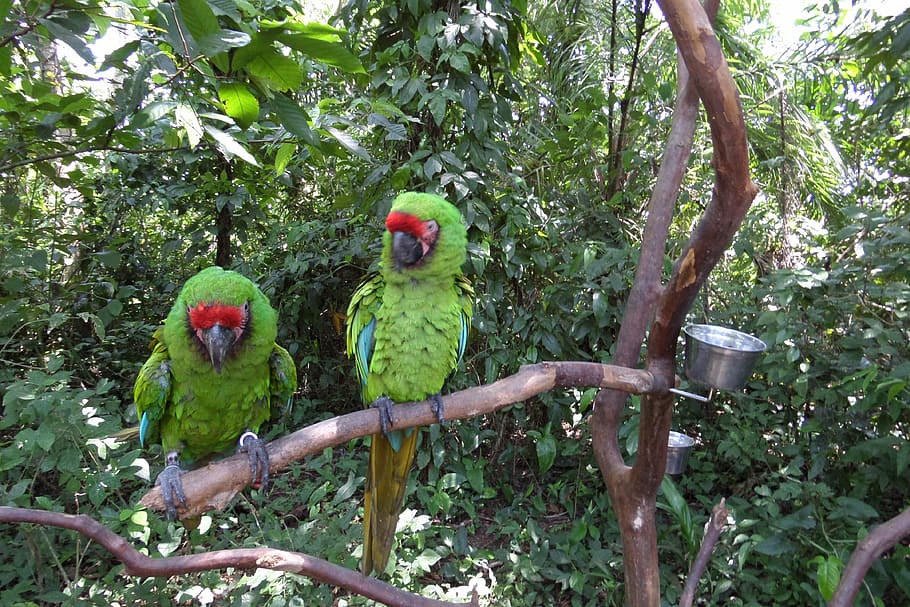 lloros, guacamai, verd, lloro, ocell, animal, naturalesa, mascotes, vida salvatge, bec, ploma, clima tropical, arbre, vertebrats, fauna animal, planta, grup d’animals, animals a la natura, temes d'animals, branca, posat, color verd, dos animals, dia, cap gent, a l'aire lliure, creixement, família d’animals, 4K