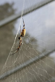 aranya, plagues, insectes, error, horripilant, plaga, insecte, crawly, taronja, negre, groc, web, arbust, jardí, teranyina, un animal, temes d'animals, supervivència, invertebrat, primer pla, animal, fauna animal, animals a la natura, centrar-se en primer pla, artròpode, aràcnids, fragilitat, dia, cap gent, vulnerabilitat, naturalesa, a l'aire lliure, papallona - insecte, 1080P, CC0, domini públic, lliure de regalies