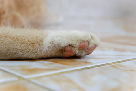 gatto, zampe, animali domestici, animale, temi animali, un animale, mammifero, domestico, parte del corpo animale, nessuno, zampa, rilassamento, avvicinamento, messa a fuoco selettiva, gatto domestico, gamba animale, in casa, vertebrato, felino, pavimentazione, potabile, testa di animale, 5K, CC0, dominio pubblico, privo di copyright