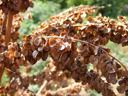 zusammengerollt, lockig, Dock, trocken, Grün, Rumex, Saat, sauer, Gelb, Pflanzen, Pflanze, Nahansicht, Tag, Fokus auf den Vordergrund, keine Leute, Natur, Wachstum, selektiver Fokus, Baum, Schönheit in der Natur, Land, braun, draußen, Feld, Blatt, Verletzlichkeit, Pilz, Zerbrechlichkeit, Pflanzenteil, verwelkte Pflanze, getrocknet, 2K, CC0, gemeinfrei, lizenzfrei