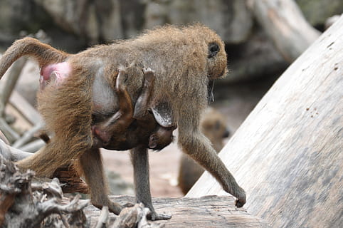 maimuţă, babuin, grădină zoologică, arhiepiscop, primate, maimuță copil, animal, mamifer, natură, animale sălbatice, animale în sălbăticie, nici o persoana, tânăr animal, grup de animale, animale vertebrate, zi, lemn - material, să se concentreze asupra primelor elemente, două animale, în aer liber, familie de animale, îngrijire, 2K, CC0, domeniu public, fără drepturi de autor