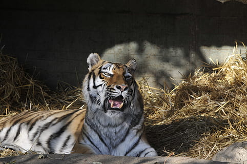 ogród zoologiczny, hellabrunn, Monachium, tematy zwierzęce, zwierzę, ssak, zwierzęca przyroda, jedno zwierzę, koci, duży kot, Tygrys, zwierzęta na wolności, kot, kręgowiec, Natura, relaks, mięsożerna, żadnych ludzi, zwierzęta w niewoli, otwarta buzia, usta, dzień, nieudomowiony kot, 4K, CC0, domena publiczna, darmowe zdjęcia