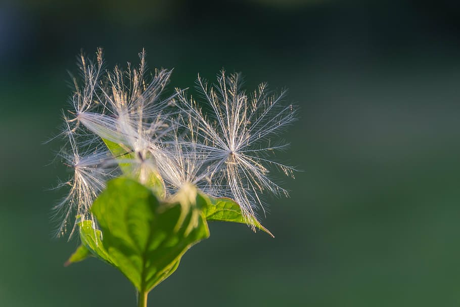 flor, florir, fluff, llum de fons, llum, pelut, esponjós, pèls, fulles, primavera, planta, vulnerabilitat, fragilitat, primer pla, frescor, bellesa a la natura, naturalesa, planta amb flors, creixement, cap gent, dent de lleó, color verd, centrar-se en primer pla, inflorescència, part de la planta, full, cap de flor, a l'aire lliure, dia, suavitat, llavor de dent de lleó, sepal, 5K