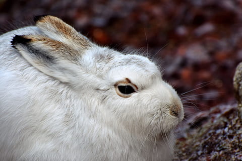 selectiu, focus, conill, schneehase, llebre, Doe, hivern, fred, blanc, pell, orelles, gelades, naturalesa, animal, brisa, congelat, zoo, tierpark hellabrunn, temes d'animals, un animal, mamífer, fauna animal, part del cos dels animals, primer pla, cap d’animals, animals a la natura, centrar-se en primer pla, cap gent, mascotes, animals domèstics, nacional, vertebrats, dia, Color blanc, cabell, retrat, mirant, bigotis, herbívors, musell, ull d’animals, nas animal, 5K, CC0, domini públic, lliure de regalies