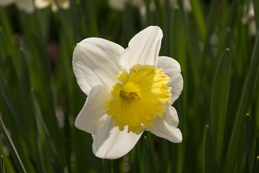 narcís, flor, Pasqua, groc, flors grogues, primavera, florir, Color blanc, pètal, naturalesa, cap de flor, planta amb flors, planta, bellesa a la natura, fragilitat, vulnerabilitat, frescor, primer pla, creixement, inflorescència, centrar-se en primer pla, pol·len, color verd, cap gent, 5K