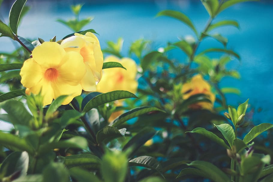 Trei, galben, bell flowers, față, albastru, corp, apă, clopot galben, corp de apa, natură, plantă, floare, petală, cap de floare, frunze, vară, frumusețe în natură, prospeţime, a închide, Culoarea verde, inflori, botanică, creştere, planta cu flori, parte a plantelor, fragilitate, vulnerabilitate, inflorescenţă, nici o persoana, selectiv, în aer liber, 1080P