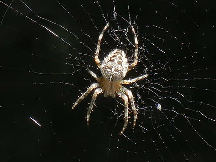 brown, barn spider, spiderweb, spider, cobweb, insect, nature, spider web, arachnid, arthropod, close-up, fragility, animal, animal themes, one animal, animals in the wild, invertebrate, animal wildlife, no people, focus on foreground, vulnerability, pattern, outdoors, animal body part, web, animal leg, black background, 4K, CC0, public domain, royalty free