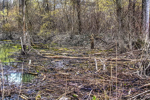 devastace, vysoká voda, platnost, personál, zlomený, estetický, log, kmenů, les, Příroda, dřevo, strom, krajina, list, voda, vod, hdr, s vysokým dynamickým rozsahem, kontrast, listy, podzim, zelená, jezero, poboček, podzimní les, spadnul, rostlina, přistát, klid, nikdo, růst, klidné scény, kmen stromu, mimoměstské scény, krása v přírodě, kufr, den, scenics - příroda, idylický, dřevo - materiál, venku, bažina, 5K, CC0, veřejná doména, bez autorských práv