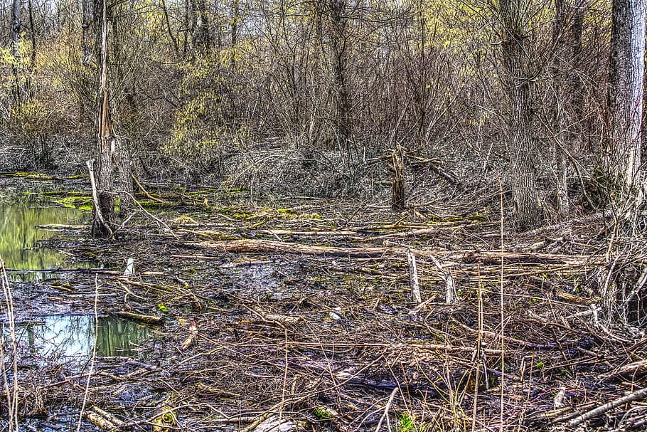 devastació, aigua alta, força, personal, trencat, estètic, registre, soques, bosc, naturalesa, fusta, arbre, paisatge, full, aigua, aigües, hdr, rang dinàmic alt, contrast, fulles, tardor, verd, llac, branques, bosc de tardor, caure, planta, terra, tranquil·litat, cap gent, creixement, escena tranquil·la, tronc de l'arbre, escena no urbana, bellesa a la natura, tronc, dia, escenics - natura, idíl·lic, material de fusta, a l'aire lliure, pantà, 5K