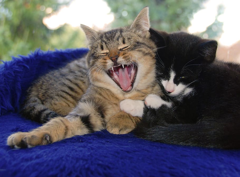 gato, animais, animal, esticam, gato doméstico, pets, fofa, felino, gatinho, mamífero, temas animais, animais domésticos, doméstico, boca aberta, boca, um animal, vertebrado, bocejando, relaxamento, expressão facial, olhos fechados, bigode, ninguém, parte do corpo animal, língua animal, cabeça de animal, boca de animal, 2K