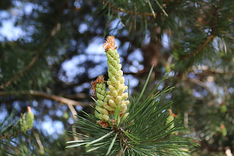 arbre, agulla, pi, pinyes, jove, primavera, aixeta, naturalesa, planta, conífera, creixement, centrar-se en primer pla, dia, cap gent, pinya de pi, color verd, arbre de coníferes, pinàcies, bellesa a la natura, primer pla, branca, a l'aire lliure, tranquil·litat, agulla - part de la planta, enfocament selectiu, terra, 5K, CC0, domini públic, lliure de regalies