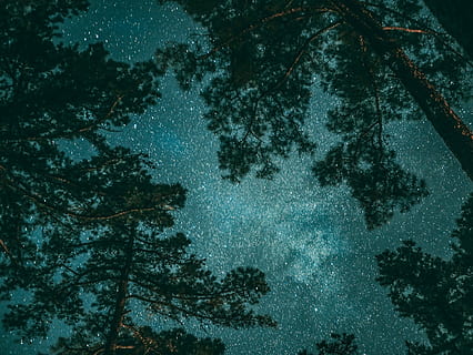 Grün, blätterte, Bäume, Nachtzeit, Fotografie, Sterngucker, Himmel, Wald, Baum, Star, Milchstraße, Kosmos, Kiefer, Langzeitbelichtung, Astronomie, Astrofotografie, dunkel, Blau, Reise, sternenklare Nacht, Pflanze, keine Leute, Natur, Ruhe, Schönheit in der Natur, Schnee, kalte Temperatur, Nacht-, Wachstum, ruhige Szene, Winter, Szenen - Natur, Flachwinkelansicht, Ast, Stern - Raum, Land, draußen, schneit, Schneesturm, Nadelbaum, 1080P, CC0, gemeinfrei, lizenzfrei
