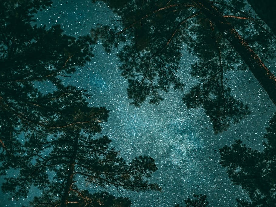 Grün, blätterte, Bäume, Nachtzeit, Fotografie, Sterngucker, Himmel, Wald, Baum, Star, Milchstraße, Kosmos, Kiefer, Langzeitbelichtung, Astronomie, Astrofotografie, dunkel, Blau, Reise, sternenklare Nacht, Pflanze, keine Leute, Natur, Ruhe, Schönheit in der Natur, Schnee, kalte Temperatur, Nacht-, Wachstum, ruhige Szene, Winter, Szenen - Natur, Flachwinkelansicht, Ast, Stern - Raum, Land, draußen, schneit, Schneesturm, Nadelbaum, 1080P
