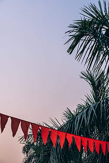 nature, sky, sunset, clouds, bright, coconut trees, day, green, leaves, outdoor, plastic, sundown, tree, palm tree, tropical climate, plant, no people, low angle view, growth, leaf, clear sky, architecture, roof, built structure, copy space, outdoors, red, palm leaf, building, 5K, CC0, public domain, royalty free