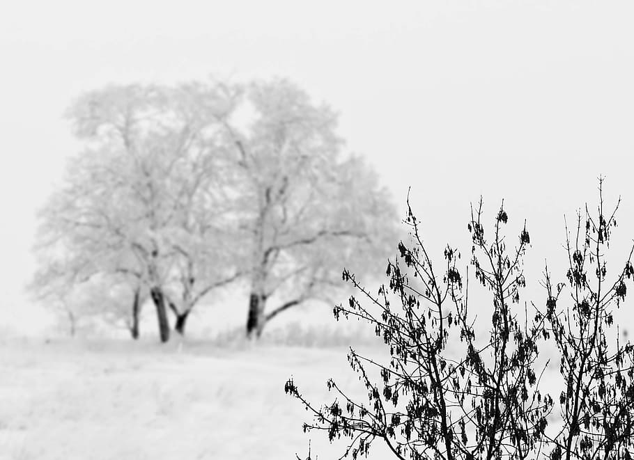 sne, træ, Busk, vinter, landskab, kold, ud, sne mand, kold temperatur, natur, plante, udendørs, himmel, skønhed i naturen, dag, ro, vækst, ingen mennesker, fokus på forgrunden, skyfri himmel, rolig scene, scenics - natur, afdeling, Mark, 4K