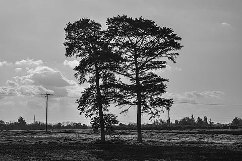 paesaggio, inverno, alberi, prato, campo, cielo, nuvole, nebbioso, rurale, campagna, scenario, nazione, Cipro, Xylofagou, bianco e nero, albero, pianta, nuvola - cielo, bellezza nella natura, natura, la tranquillità, ambiente, terra, crescita, scena tranquilla, nessuno, scenics - natura, giorno, all'aperto, scena non urbana, lampione, silhouette, 5K, CC0, dominio pubblico, privo di copyright
