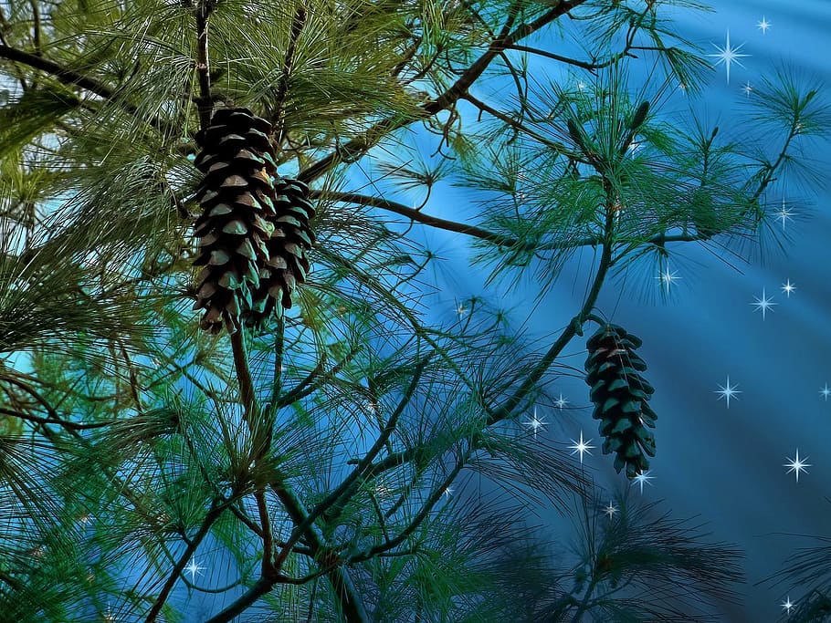 pinyes, penjant, arbre, conífera, cel estrellat, pi, aixeta, naturalesa, agulles de pi, branca, fusta tova, agulles, verd, tardor, bosc, planta, creixement, bellesa a la natura, Palmera, cel, cap gent, tranquil·litat, clima tropical, vista d’angle baix, color verd, tronc, tronc de l'arbre, terra, dia, escena tranquil·la, a l'aire lliure, blau, palmera de coco, fulla de palma, 1080P