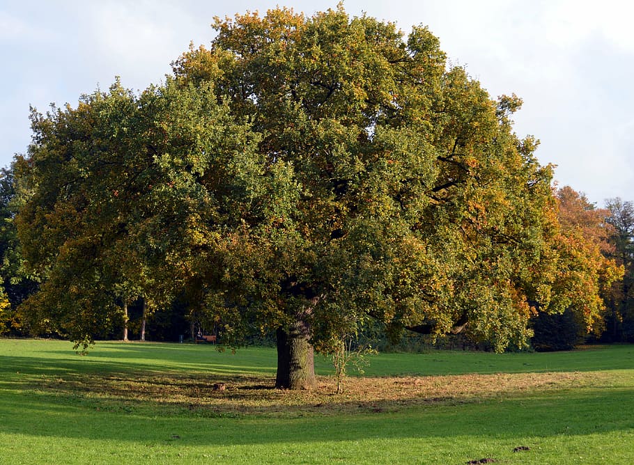 løvfældende træ, stamme, æstetisk, log, grene, træ, faldfarve, blade, falde blade, natur, parkere, farver i efteråret, Farbenspiel, forgængelighed, oktober, gyldne oktober, plante, græs, grøn farve, ro, vækst, skønhed i naturen, rolig scene, dag, jord, himmel, Mark, efterår, ingen mennesker, udendørs, scenics - natur, landskab, miljø, lave om, 4K