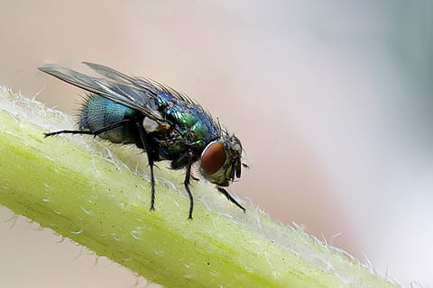 fotografia macro, blu, volare, pianta, stelo, selettivo, fotografia a fuoco, macro, insetto, animale, temi animali, fauna selvatica, animali allo stato selvatico, invertebrato, un animale, avvicinamento, ala animale, mosca domestica, concentrarsi sulle conoscenze acquisite, parte vegetale, giorno, natura, nessuno, foglia, colore verde, all'aperto, piccolo, occhio animale, 2K, CC0, dominio pubblico, privo di copyright
