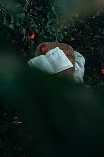 Mela, Marrone, tavola, accanto, libro, ha aperto, rosso, tavolo, scatola, gabbia, coperta, albero, frutteto, frutta, pagina, Aperto, testo, foglia, autunno, pubblicazione, lettura, pianta, una persona, natura, carta, attività, giorno, adulto, attività di svago, stili di vita, persone reali, terra, all'aperto, detenzione, crescita, foresta, 5K, CC0, dominio pubblico, privo di copyright