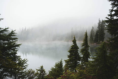 Grün, Bäume, See, tagsüber, Kiefernebelwald, Berg, Wald, Wolke, Nebel, Baum, Reflexion, Natur, draussen, launisch, Vancouver Island, Britisch-Kolumbien, Morgen, Wasser, Pflanze, Schönheit in der Natur, Szenen - Natur, ruhige Szene, Ruhe, keine Leute, Land, Himmel, Tag, Umgebung, Nicht-städtische Szene, Kiefer, draußen, Nadelbaum, Kiefernwald, 5K, CC0, gemeinfrei, lizenzfrei