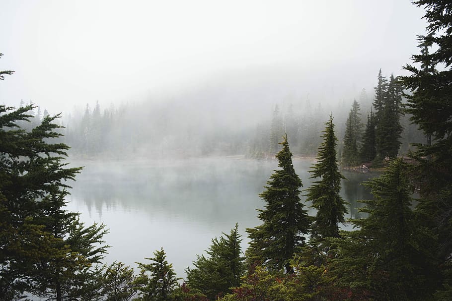 Grün, Bäume, See, tagsüber, Kiefernebelwald, Berg, Wald, Wolke, Nebel, Baum, Reflexion, Natur, draussen, launisch, Vancouver Island, Britisch-Kolumbien, Morgen, Wasser, Pflanze, Schönheit in der Natur, Szenen - Natur, ruhige Szene, Ruhe, keine Leute, Land, Himmel, Tag, Umgebung, Nicht-städtische Szene, Kiefer, draußen, Nadelbaum, Kiefernwald, 5K