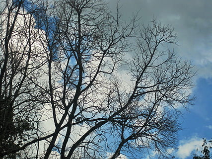 auf das Wesentliche beschränkt, Bäume, Geäst, kahl, abgestreift, Winter, Himmel, Wolken, Baum, Natur, Ast, draußen, Hintergründe, Wald, Pflanze, kahler Baum, Flachwinkelansicht, Ruhe, keine Leute, Schönheit in der Natur, Silhouette, Tag, Wachstum, wolke - himmel, Szenen - Natur, Kofferraum, Baumstamm, ruhige Szene, Nicht-städtische Szene, Baumkrone, 2K, CC0, gemeinfrei, lizenzfrei