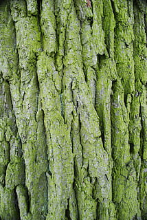 el ladrido, bosque, árbol, planta, color verde, fotograma completo, crecimiento, antecedentes, tronco de arbol, nadie, el maletero, día, texturizado, de cerca, musgo, naturaleza, al aire libre, belleza en la naturaleza, tierra, modelo, planta de corteza, cubierta, liquen, 4K, CC0, dominio público, libre de derechos