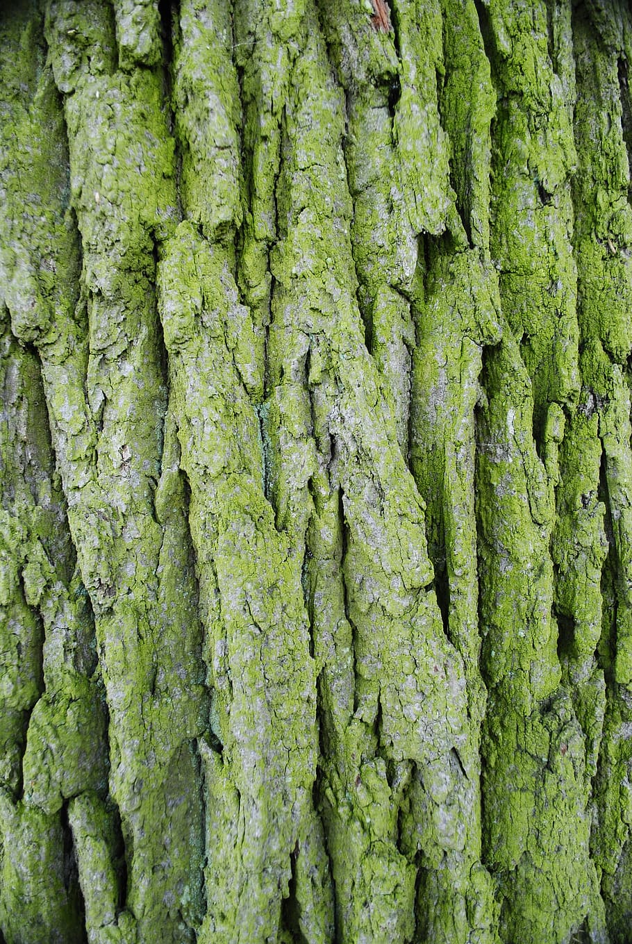 die Rinde, Wald, Baum, Pflanze, grüne Farbe, Vollbild, Wachstum, Hintergründe, Baumstamm, keine Leute, Kofferraum, Tag, texturiert, Nahansicht, Moos, Natur, draußen, Schönheit in der Natur, Land, Muster, Pflanzenrinde, Abdeckung, Flechte, 4K