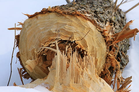 Baum, Biber, Natur, Winter, Wald, Schnee, Landschaft, kalt, schneebedeckt, Winterlandschaft, Borke, weg gegessen, Tag, keine Leute, Nahansicht, Baumstamm, Kofferraum, Pflanze, kalte Temperatur, draußen, Land, Himmel, Fokus auf den Vordergrund, Holz - Material, texturiert, Schönheit in der Natur, 2K, CC0, gemeinfrei, lizenzfrei