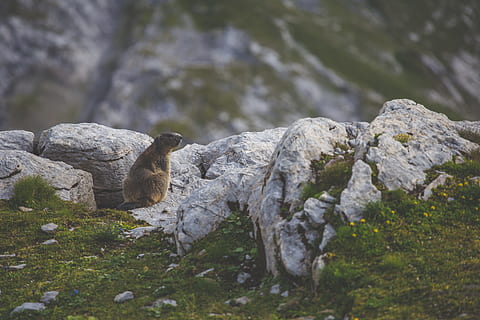brauner Biber, grau, Nagetier, Weiß, Rock, braun, Biber, Foto, Natur, Berg, Tier, draußen, Gras, Rock - Objekt, Säugetier, Landschaft, ein Tier, Tiere in freier Wildbahn, Tag, Tierthemen, keine Leute, Tierwelt, Wirbeltier, solide, Vogel, Wasser, Pflanze, Land, Fokus auf den Vordergrund, Felsformation, pflanzenfressend, 5K, CC0, gemeinfrei, lizenzfrei