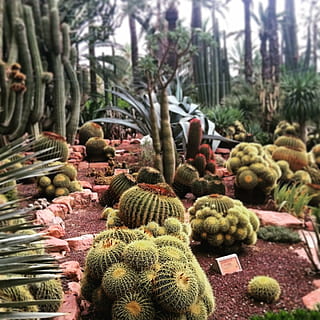 kaktus, Elche, Spanien, natur, saftige plante, tropisk klima, torn, ørken, plante, vækst, træ, grøn farve, dag, ingen mennesker, fokus på forgrunden, skønhed i naturen, tæt på, friskhed, udendørs, jord, bagagerum, træstamme, tønde kaktus, mad og drikke, frugt, 1080P, CC0, offentligt domæne, royaltyfrie