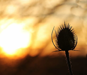 fotografia, silhouette, cluster, fiore, tramonto, sole, cielo serale, nuvole, abendstimmung, sole al tramonto, panorama, cielo, ultimi bagliori, alberi, romanza, umore, luce del sole, romantico, sole invernale, inverno, ore serali, sera, crepuscolo, lontano, cardo, luce posteriore, atmosferico, orizzonte, atmosfera, paesaggio, natura, rosso, ancora, arancia, nessuno, avvicinamento, un animale, fauna selvatica, all'aperto, animali allo stato selvatico, temi animali, bellezza nella natura, pianta, concentrarsi sulle conoscenze acquisite, pianta fiorita, stelo vegetale, la tranquillità, vulnerabilità, fragilità, nuvola - cielo, crescita, testa di fiore, sepalo, 4K, CC0, dominio pubblico, privo di copyright