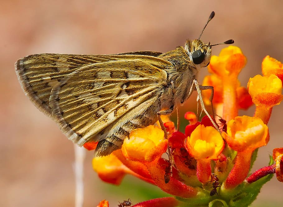 marró, arna del patró, taronja, flors, arna, insecte, papallona, flor, plantes, naturalesa, a l'aire lliure, macro, primer pla, bonic, hdr, un animal, temes d'animals, animals a la natura, fauna animal, centrar-se en primer pla, cap gent, posat, invertebrat, animal, fragilitat, vulnerabilitat, planta amb flors, pètal, frescor, bellesa a la natura, polinització, planta, cap de flor, ala dels animals, papallona - insecte, pol·len, 1080P