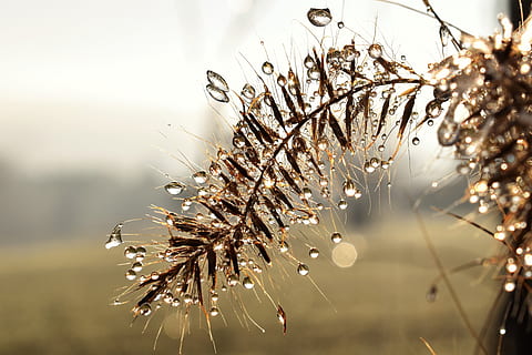 dryppe, dug, dugdråbe, blad, græs, dråbe vand, efterår, Morgentau, tæt, vand, plante, afrimning, baglygte, Morgenrot, natur, skrøbelighed, skønhed i naturen, friskhed, ingen mennesker, vinter, fokus på forgrunden, vækst, tæt på, sårbarhed, dråbe, ro, træ, blomst, selektiv fokusering, udendørs, forår, regn, 5K, CC0, offentligt domæne, royaltyfrie