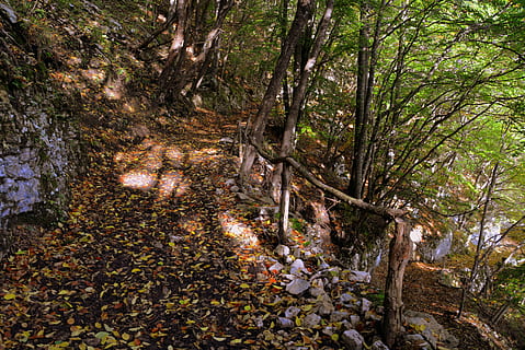 escursione, foresta, autunno, pista, montagna, il percorso europeo, e5, Lessinia, Italia, albero, terra, pianta, la tranquillità, natura, bellezza nella natura, crescita, scena tranquilla, nessuno, giorno, scena non urbana, bosco, parte vegetale, all'aperto, foglia, tronco, tronco d'albero, sentiero, modificare, 5K, CC0, dominio pubblico, privo di copyright