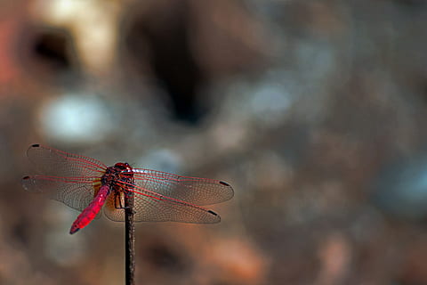 rosso, libellula, giorno, bastone, insetto, Ali, foresta, ala animale, invertebrato, temi animali, animale, avvicinamento, concentrarsi sulle conoscenze acquisite, fauna selvatica, un animale, natura, animali allo stato selvatico, nessuno, all'aperto, bellezza nella natura, macro, parte del corpo animale, pianta, cielo, 4K, CC0, dominio pubblico, privo di copyright