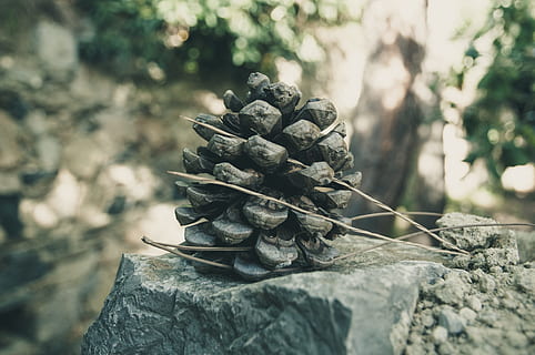 bakstelėkite, adata, akmuo, aplinką, ruda, pušies kankorėžiai, vasara, miškas, Uždaryti, pobūdį, gamtos įrašymas, sutelkti dėmesį į naujas žinias, dieną, nėra žmonių, lauke, Iš arti, atrankinis dėmesys, augalų, kietas, saulės šviesa, Rokas, roko objektas, žemės, pušies kūgis, grožis gamtoje, medis, gyvūnų gyvūnija, gyvūnams, sausas, maisto, 4K, CC0, Viešasis domenas, nemokamai