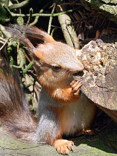 esquirol, sciurus, rosegador, croissant, animal, món animal, nager, bonic, cabell, pell, registre, marró, gris, temes d'animals, mamífer, vertebrats, fauna animal, animals a la natura, un animal, dia, naturalesa, cap gent, menjar, llum solar, centrar-se en primer pla, camp, animals domèstics, terra, mascotes, a l'aire lliure, animal jove, herbívors, 2K, CC0, domini públic, lliure de regalies