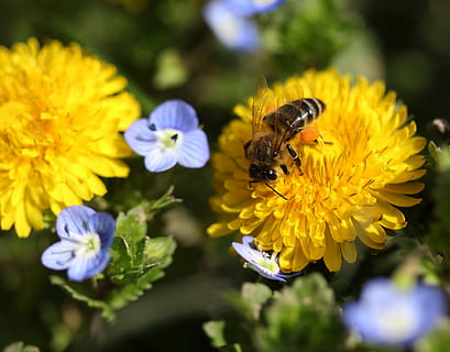 voikukka, mehiläinen, keltainen, siitepöly, insecta, ahkera, kukka, luonto, kasvi, hauraus, alttius, eläinten teemoja, selkärangaton, terälehti, kauneus luonnossa, hyönteinen, kukka pää, eläinten villieläimet, eläin, yksi eläin, eläimiä, tuoreus, kukinto, kasvu, lähikuva, pölytys, ei ihmisiä, 4K, CC0, public domain, rojaltivapaa