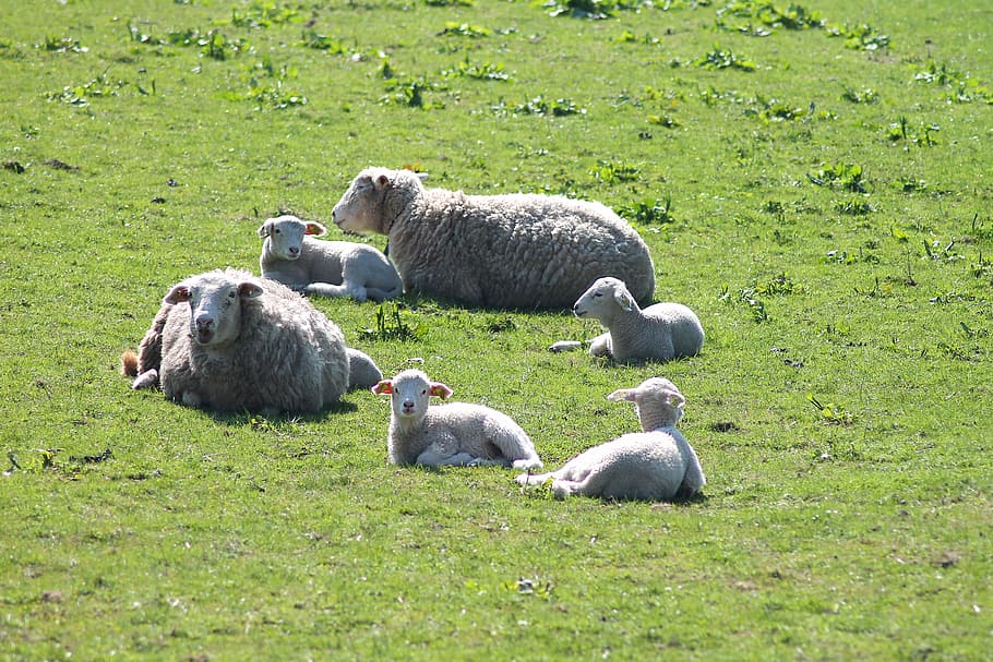 Pasqua, xai, ovelles, corder de Pasqua, car, Masia, senyal, natural, pell, llana, Dinamarca, danès, herba, color verd, temes d'animals, gran grup d’animals, naturalesa, cap gent, grup d’animals, animal, bestiar, mamífer, planta, vertebrats, nacional, camp, animals domèstics, mascotes, terra, dia, fauna animal, agricultura, grup mitjà d'animals, herbívors, família d’animals, 4K
