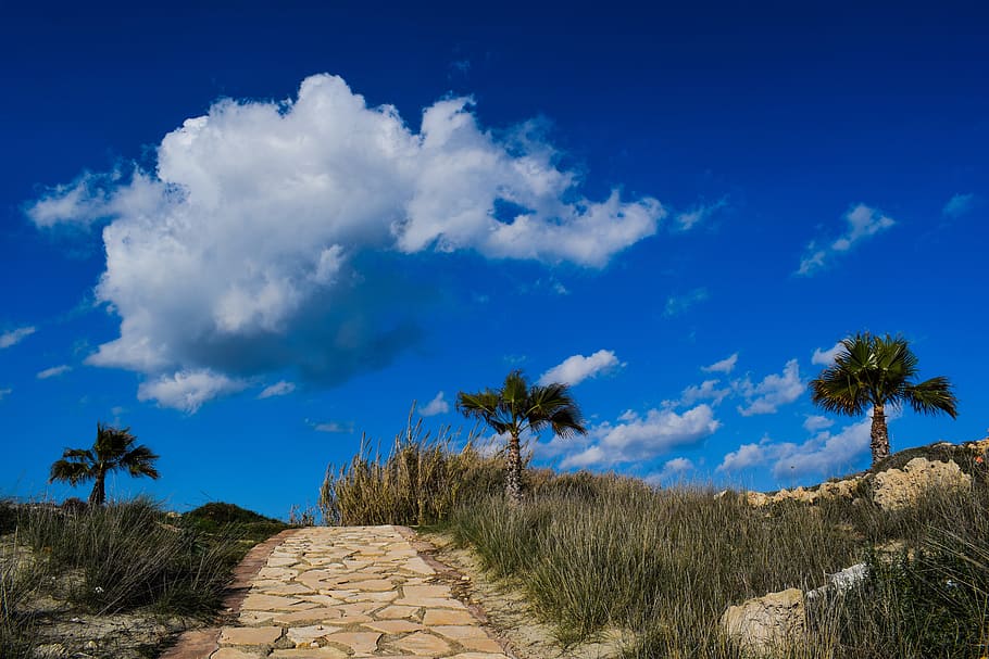 verd, palmeres, durant el dia, Camí, naturalesa, cel, núvols, arbre, viatjar, paisatge, ayia napa, Xipre, núvol - cel, planta, blau, el camí a seguir, escenics - natura, bellesa a la natura, direcció, tranquil·litat, escena tranquil·la, cap gent, sendera, creixement, terra, medi ambient, dia, escena no urbana, a l'aire lliure, semiàrid, 5K