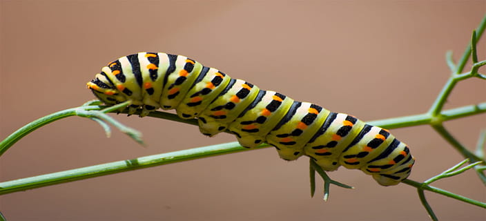 cuc, insecte, eruga, full, eruga verda, plantes, agricultura, temes d'animals, animal, un animal, invertebrat, fauna animal, primer pla, animals a la natura, naturalesa, cap gent, ratlles, bellesa a la natura, planta, part del cos dels animals, a l'aire lliure, marques d’animals, macro, centrar-se en primer pla, ala dels animals, papallona - insecte, 1080P, CC0, domini públic, lliure de regalies