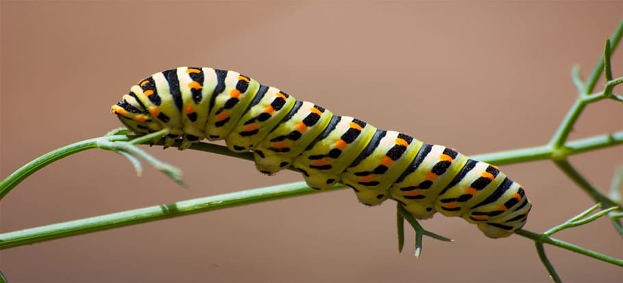 cuc, insecte, eruga, full, eruga verda, plantes, agricultura, temes d'animals, animal, un animal, invertebrat, fauna animal, primer pla, animals a la natura, naturalesa, cap gent, ratlles, bellesa a la natura, planta, part del cos dels animals, a l'aire lliure, marques d’animals, macro, centrar-se en primer pla, ala dels animals, papallona - insecte, 1080P