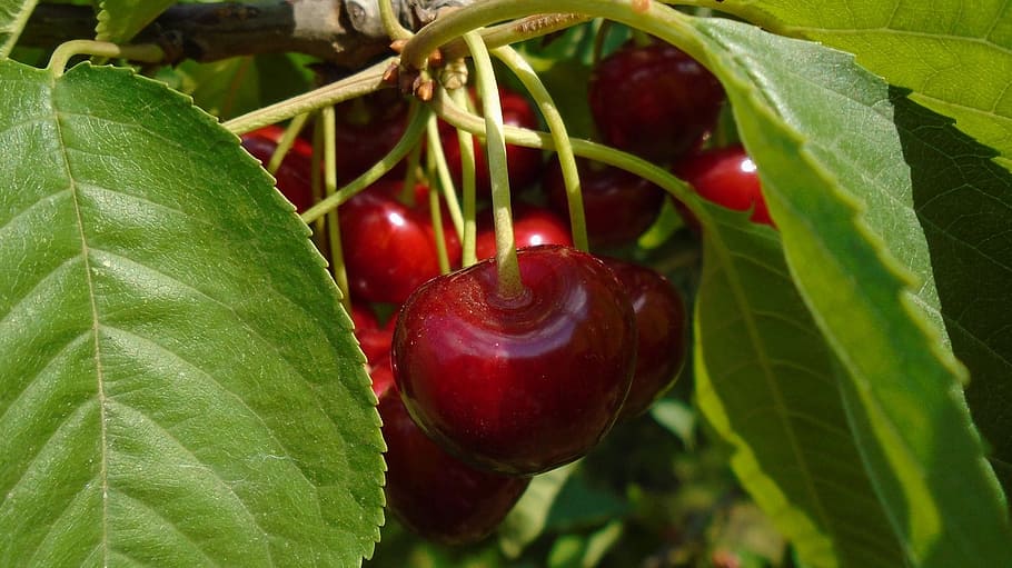 Macro, Plant, Fruit, Cherry, Nature, green color, leaf, food and drink, red, food, freshness, plant part, healthy eating, close-up, growth, no people, focus on foreground, wellbeing, day, outdoors, beauty in nature, vegetable, ripe, 1080P