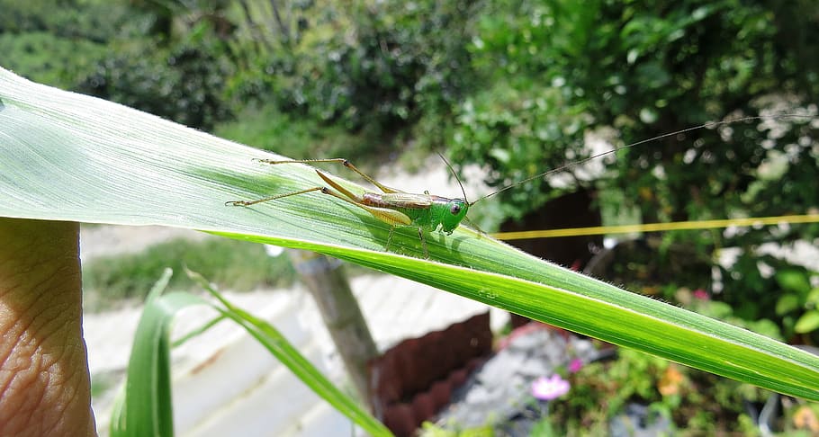 Grilo, gafanhoto, macro, inseto, Colômbia, plantar, focar em primeiro plano, fechar-se, cor verde, invertebrado, temas animais, um animal, animais selvagens, parte da planta, folha, natureza, animais em estado selvagem, dia, crescimento, animal, ninguém, árvore, ao ar livre, beleza na natureza, lâmina de grama, 5K