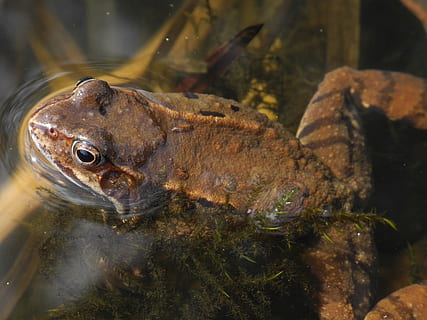 gripau, marró, flotadors, tancar, naturalesa, aigua, amfibi, un animal, fauna animal, animals a la natura, rèptil, temes d'animals, cap gent, animal, vertebrats, primer pla, llac, nedar, sota l'aigua, granota, peix, dia, marí, ull d’animals, 2K, CC0, domini públic, lliure de regalies