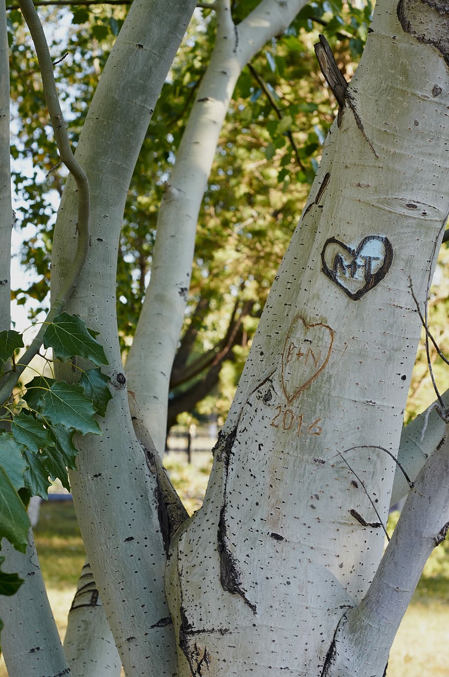 Tree, Hooliganism, park, no people, day, close-up, tree trunk, outdoors, plant, trunk, focus on foreground, growth, nature, plant part, leaf, text, sunlight, branch, wood - material, forest, land, plant bark, 4K