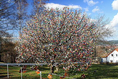 Pasqua, ou, ous de Pasqua, arbre d'ou, Pasqua, ou, Feliç Pasqua, ous de colors, targeta de felicitació, salutació de pasqua, colorit, decoració, diversió, decoracions de pasqua, de colors, a l'aire lliure, dia, arbre, herba, agricultura, cel, planta, naturalesa, flor, núvol - cel, arquitectura, creixement, planta amb flors, estructura construïda, exterior de l'edifici, multicolor, cap gent, camp, primavera, branca, flor de cirerer, 1080P, CC0, domini públic, lliure de regalies