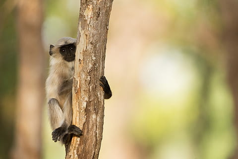 grigio, nero, scimmia, ramo, primate, ramo di un albero, scimmia nell'albero, scimmia langur, tronco d'albero, tenendo il tronco d'albero, indio, scimmia d'argento, un animale, fauna selvatica, animali allo stato selvatico, vertebrato, albero, mammifero, concentrarsi sulle conoscenze acquisite, natura, all'aperto, nessuno, tronco, pianta, giorno, lunghezza intera, carina, 5K, CC0, dominio pubblico, privo di copyright